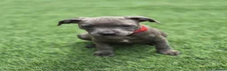 Staffordshire Bull Terrier dogs for sale: Ready to leave!!!!!!! in Rotherham - Advert 5