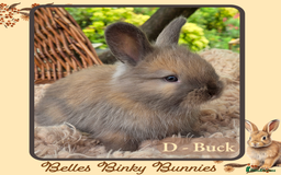 Angora rabbits for sale: 🧡 Pure Bred Angora Babies 🧡 For Reserve - Image 3