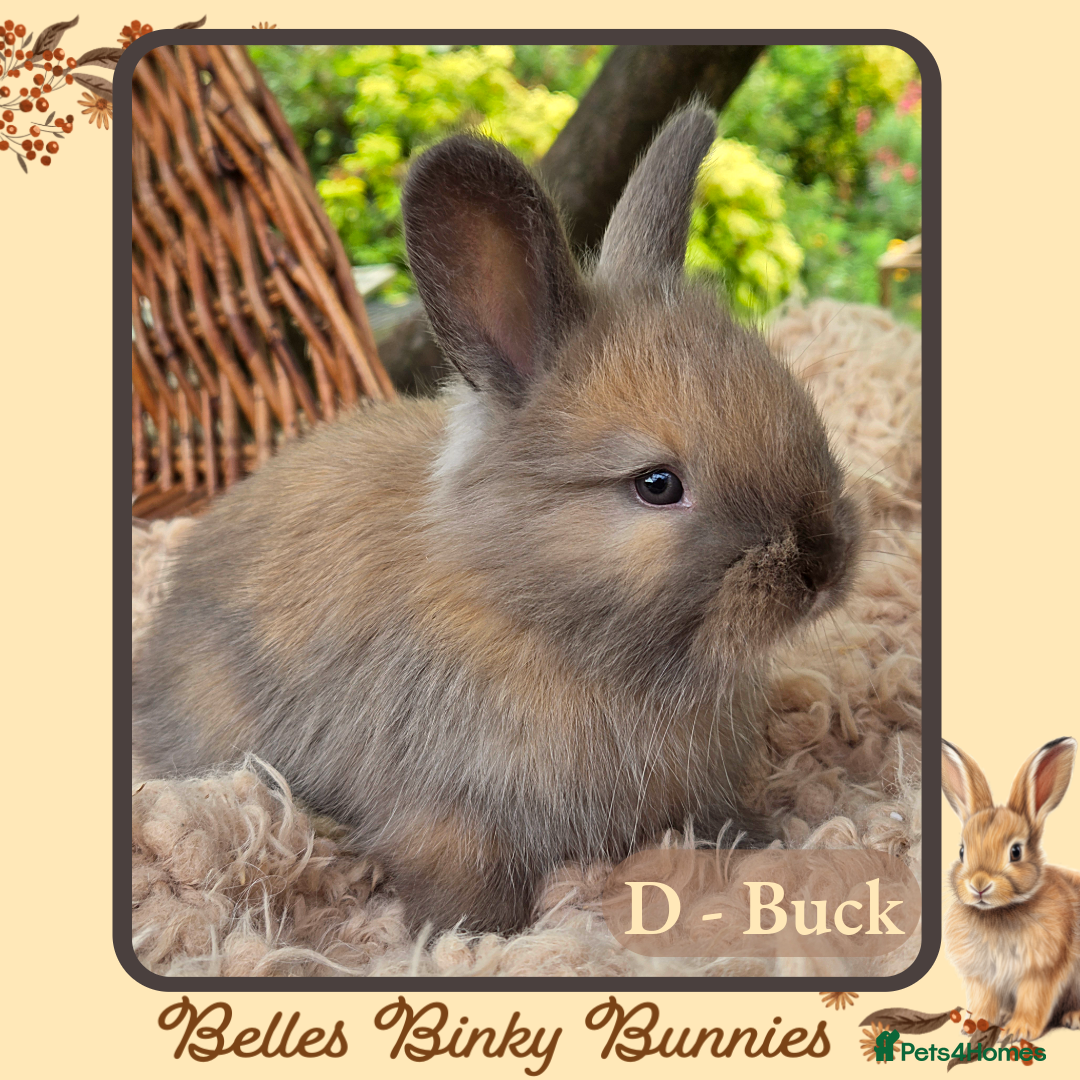 Angora rabbits for sale: 🧡 Pure Bred Angora Babies 🧡 For Reserve - Image 3