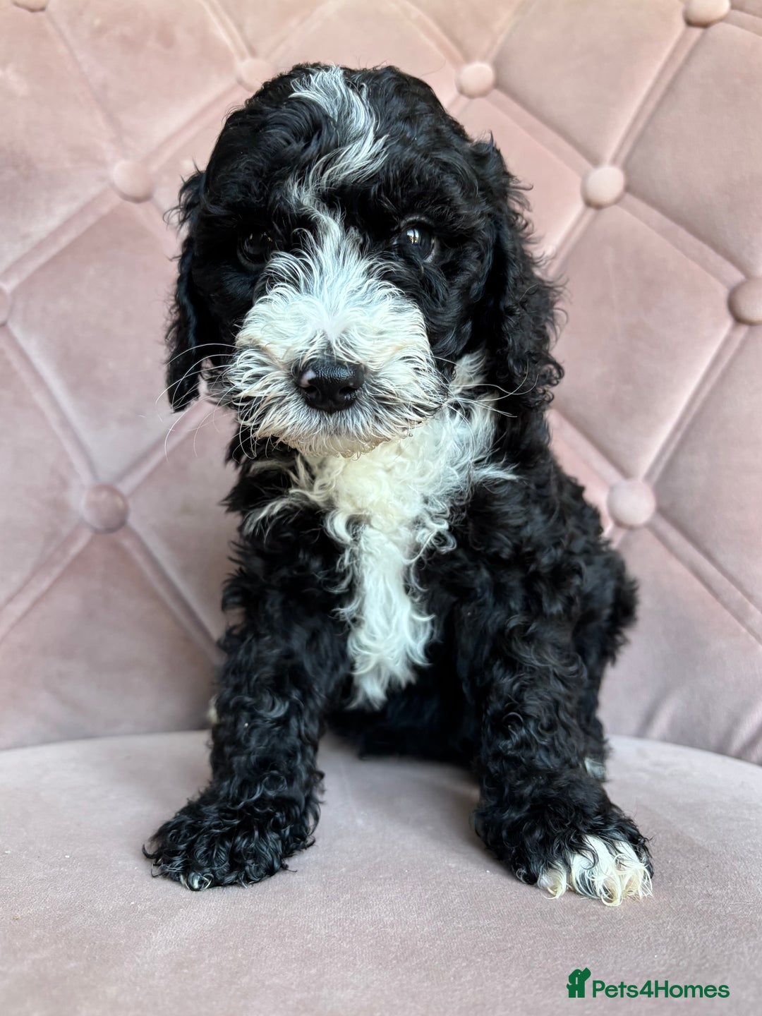 Cockapoo dogs for sale: Cockapoos  - Image 17