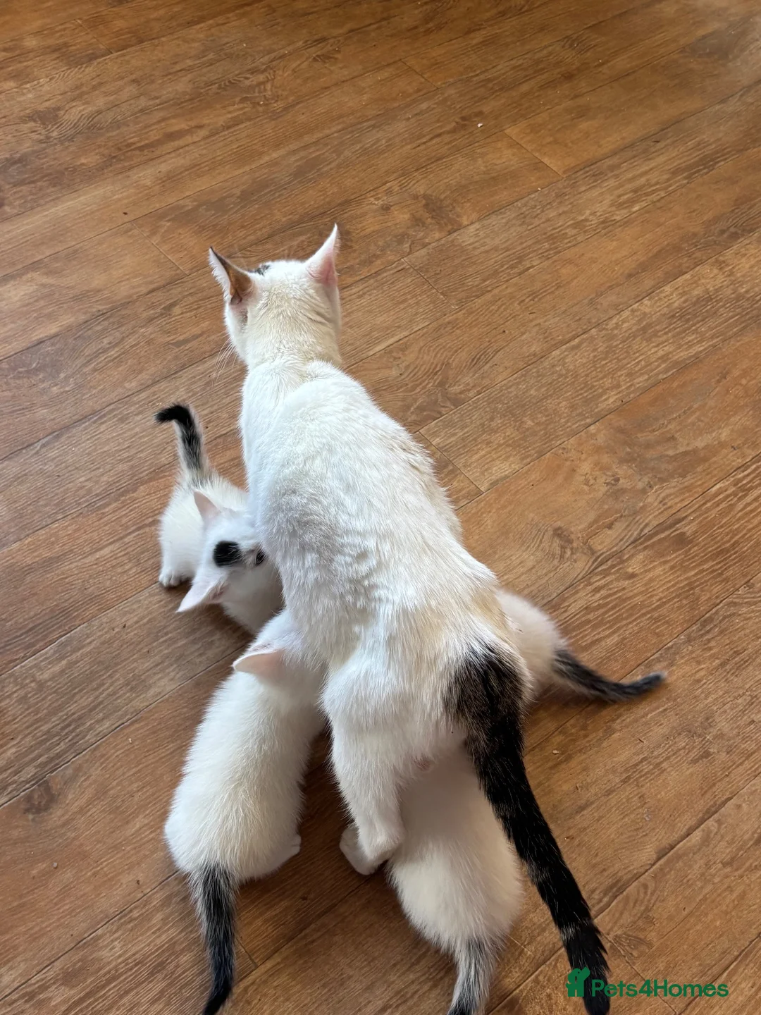 American Shorthair cats for sale: American shorthair babies  - Advert 22