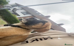 Mixed Breed dogs for sale: Belgian malinois x saint bernard - Image 5