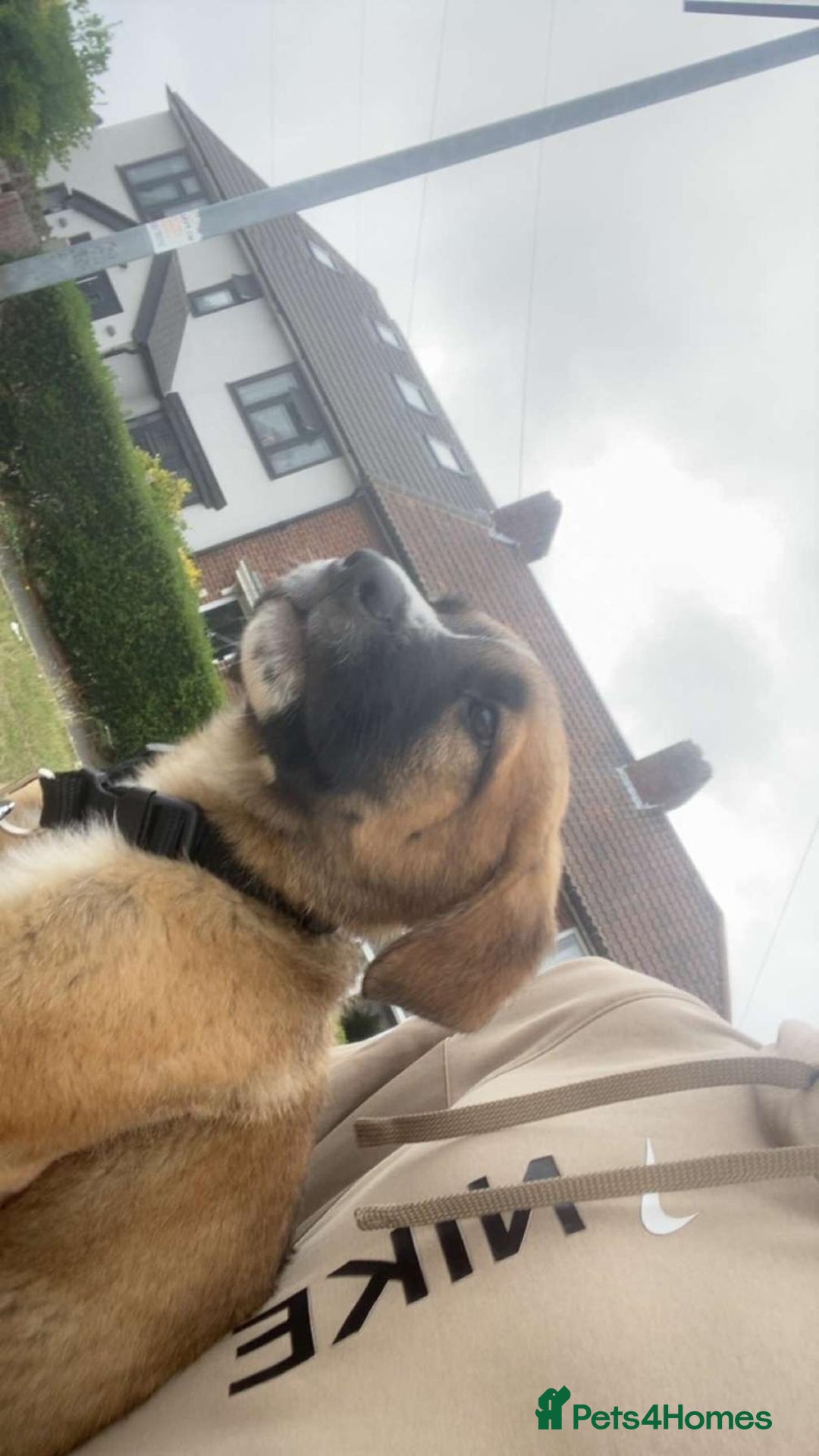 Mixed Breed dogs for sale: Belgian malinois x saint bernard - Image 5