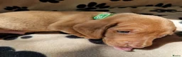 Miniature Dachshund dogs for sale: Miniature dachshund puppies in Willenhall - Advert 9
