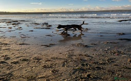 Mixed Breed dogs for sale: Male cane corso cross bullmastiff - Image 5