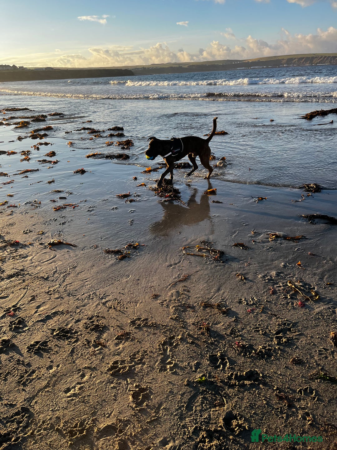 Mixed Breed dogs for sale: Male cane corso cross bullmastiff - Image 5