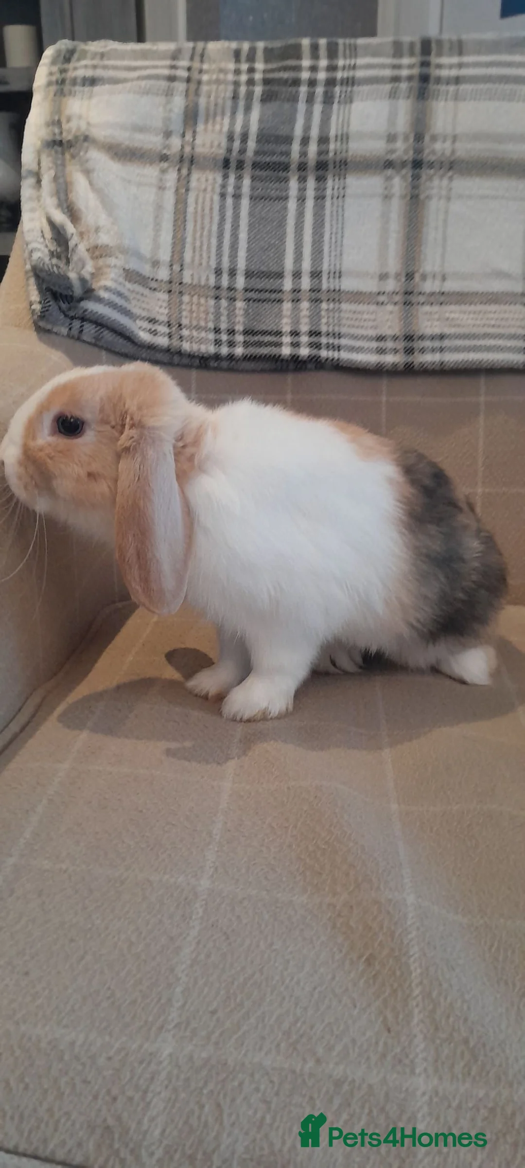 Mini Lop rabbits for sale: Mini lop baby girls and 4 month buck - Advert 2