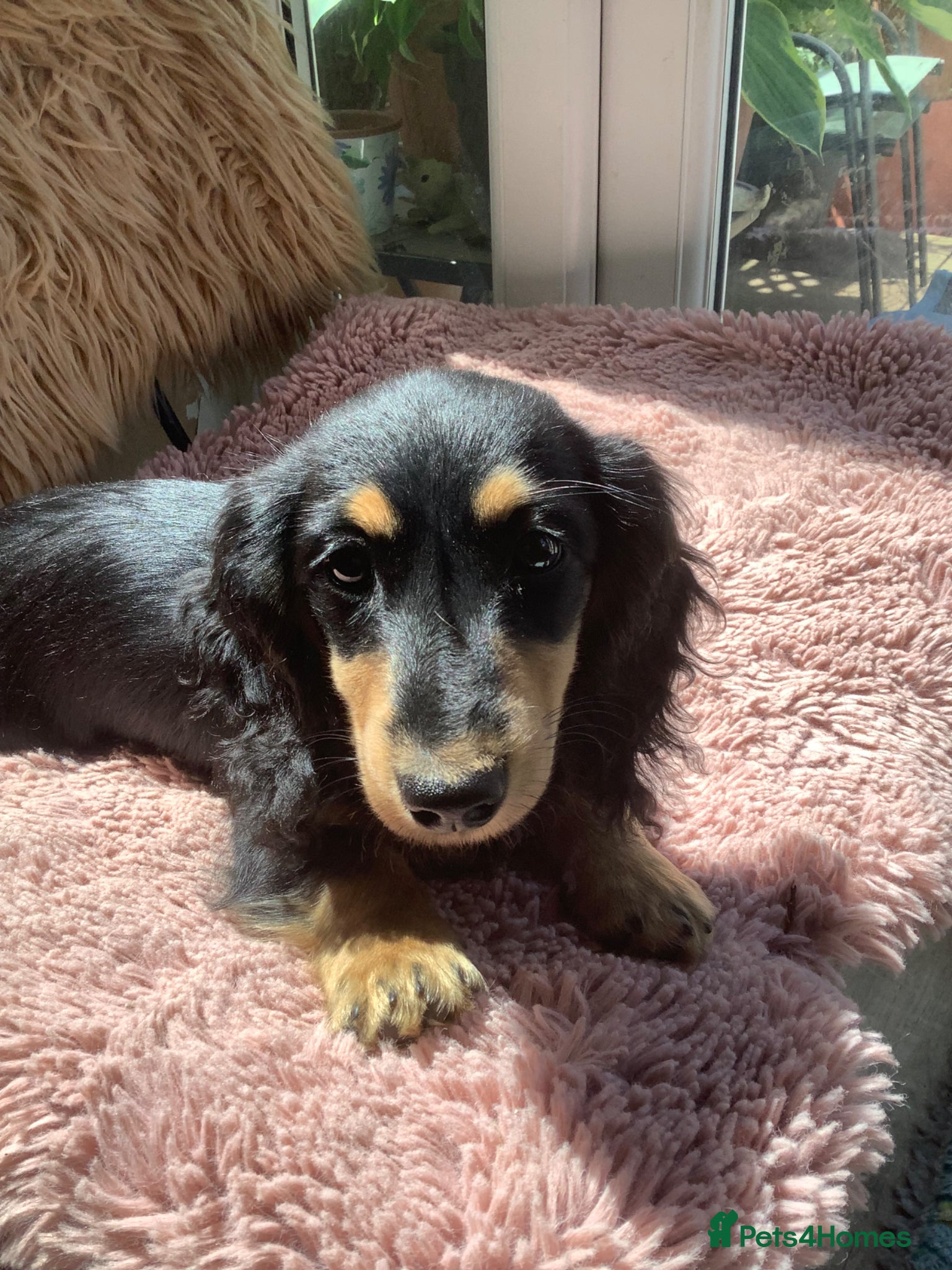 Miniature Dachshund dogs Kc reg long hair mini dachshunds dna parents  - Advert 11