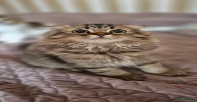 Scottish Fold cats - Advert 1