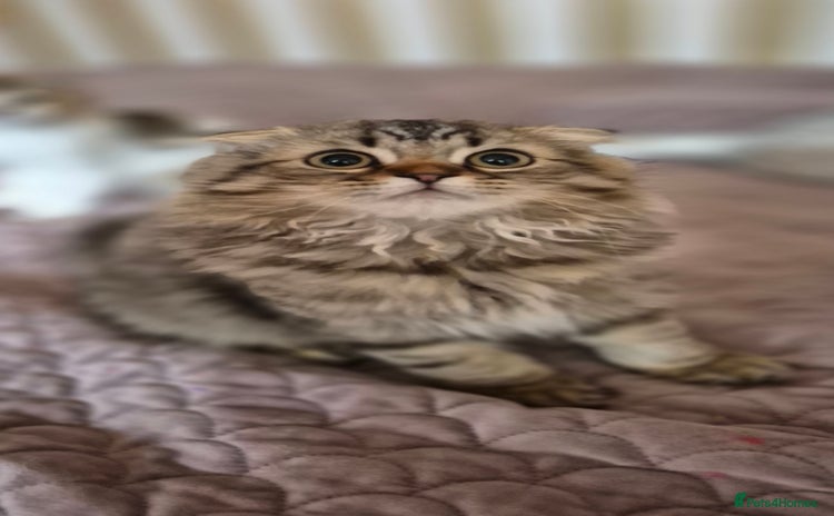 Scottish Fold cats - Advert 2