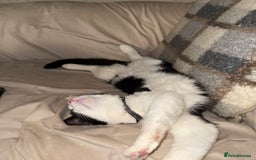 Mixed Breed cats for sale: Luna needs a forever home!! - Image 3