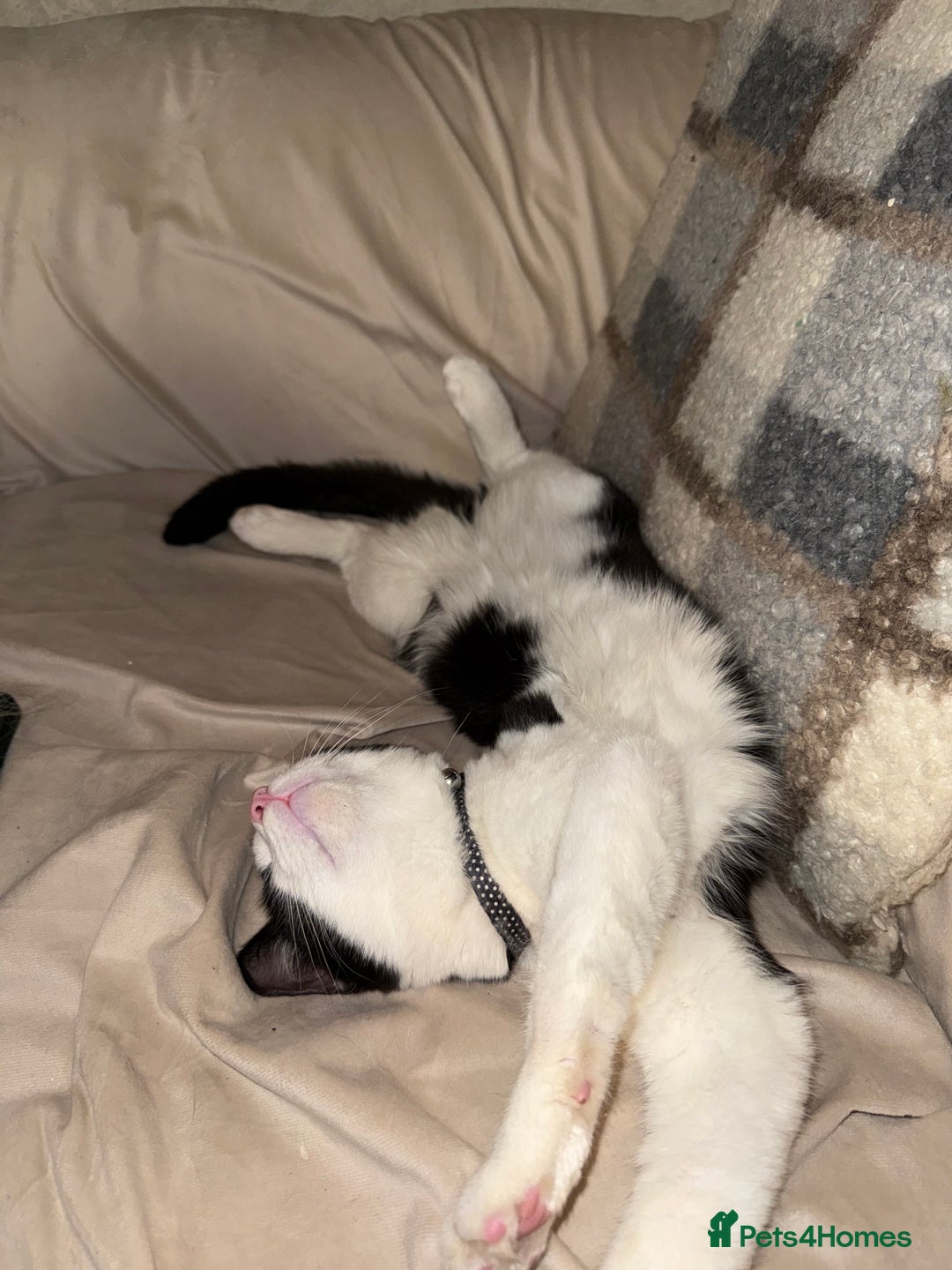 Mixed Breed cats for sale: Luna needs a forever home!! - Image 3