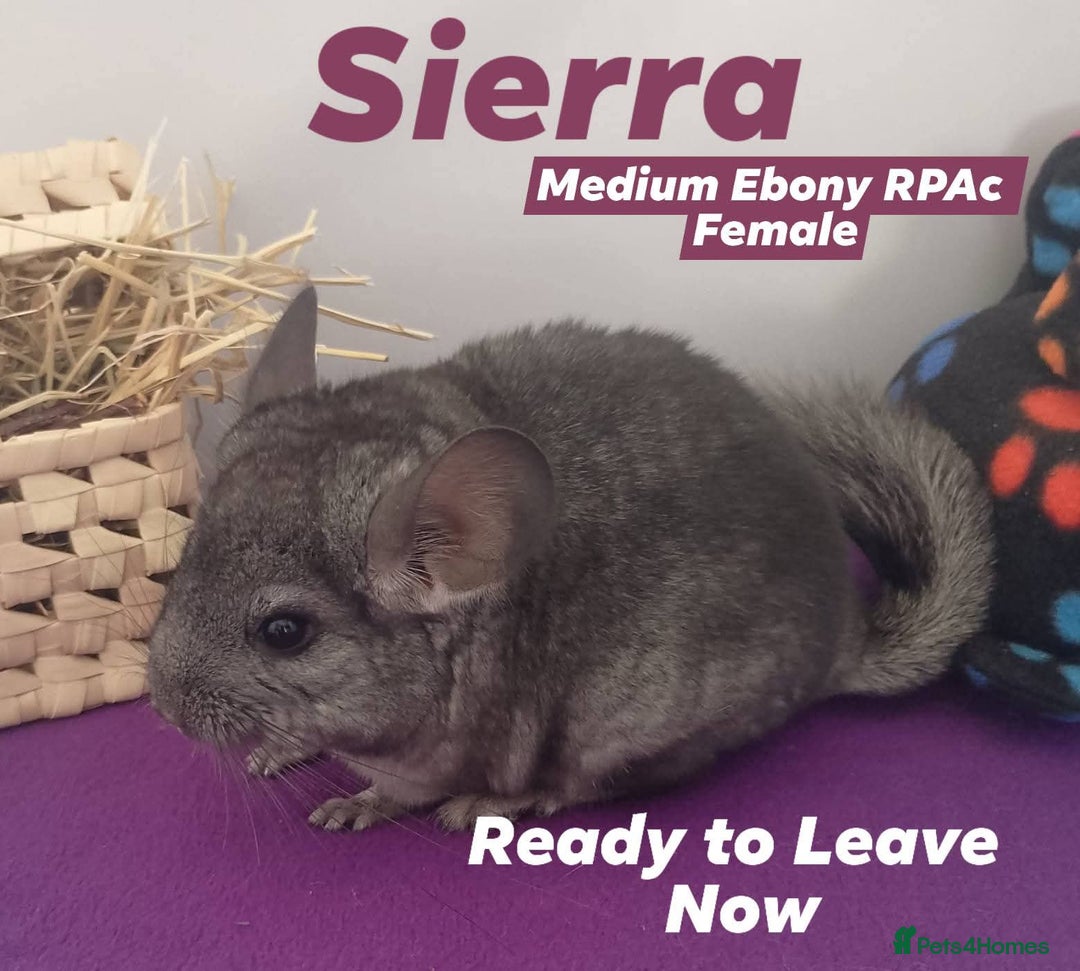 Chinchilla rodents for sale: RPA / RPAc baby Chinchillas ready now - Image 2
