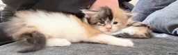 Maine Coon cats for sale: 3 perfect 100% Main coon baby kittens DNA PARENTS - Advert 20