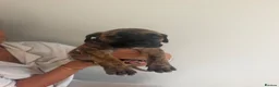 Mixed Breed dogs for sale: Cane corso x Presa canario pups  in Houghton le Spring - Advert 7