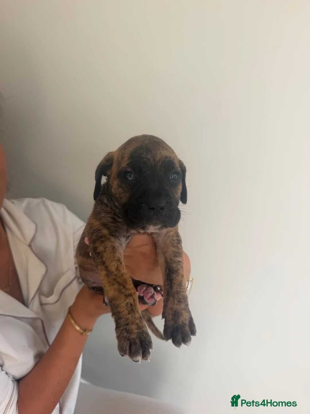 Mixed Breed dogs for sale: Cane corso x Presa canario pups  in Houghton le Spring - Advert 7