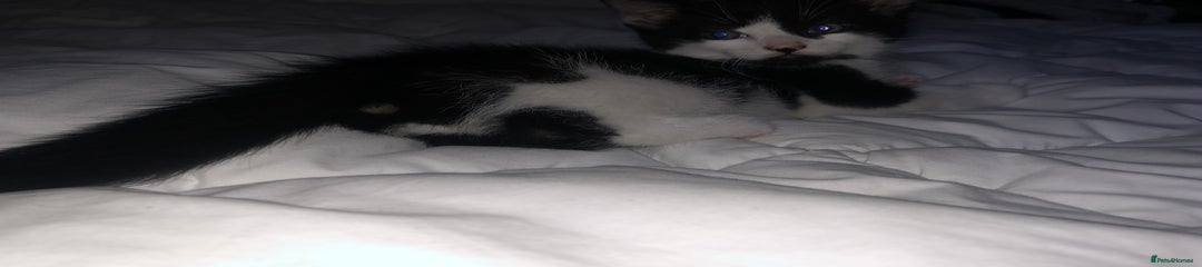 Domestic Shorthair Kitten 1