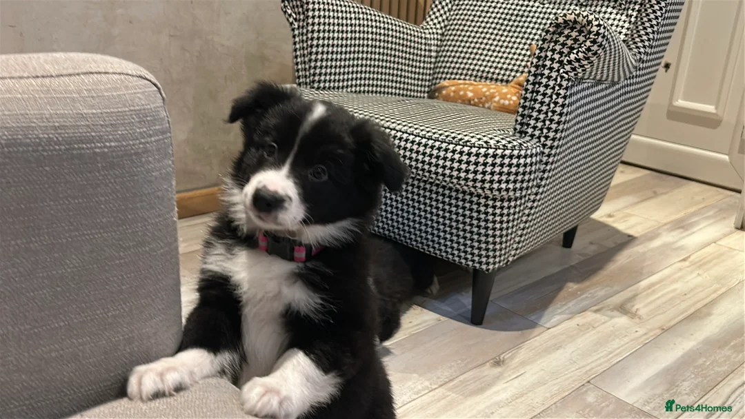 Border Collie dogs for sale: ❗️5⭐️ LAST KC DNA tested champions❗️border collie  - Advert 2