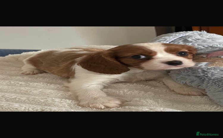 Cavalier King Charles Spaniel dogs - Advert 2