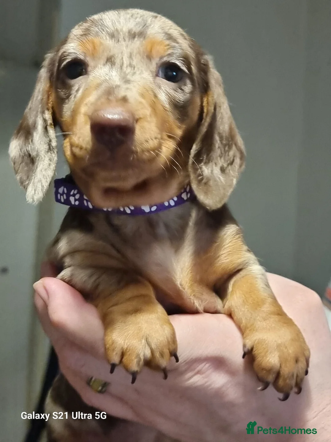 Miniature Dachshund dogs for sale: Miniature dachshund  - Advert 30