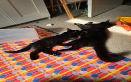 Domestic Shorthair cats for sale: Black kittens 12 weeks ready now - Image 7