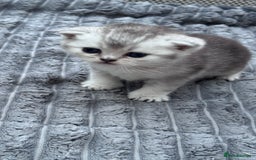 Brazilian Shorthair cats for sale: Kittens  - Image 4