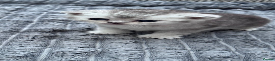 Brazilian Shorthair Kitten 3