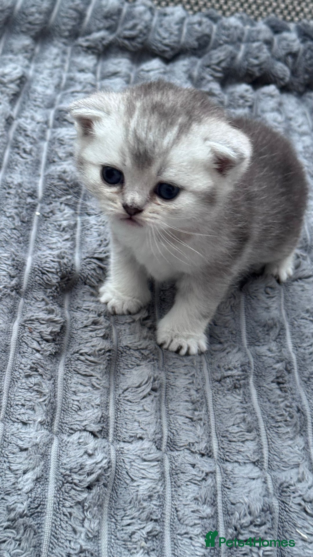 Brazilian Shorthair cats for sale: Kittens  - Image 4