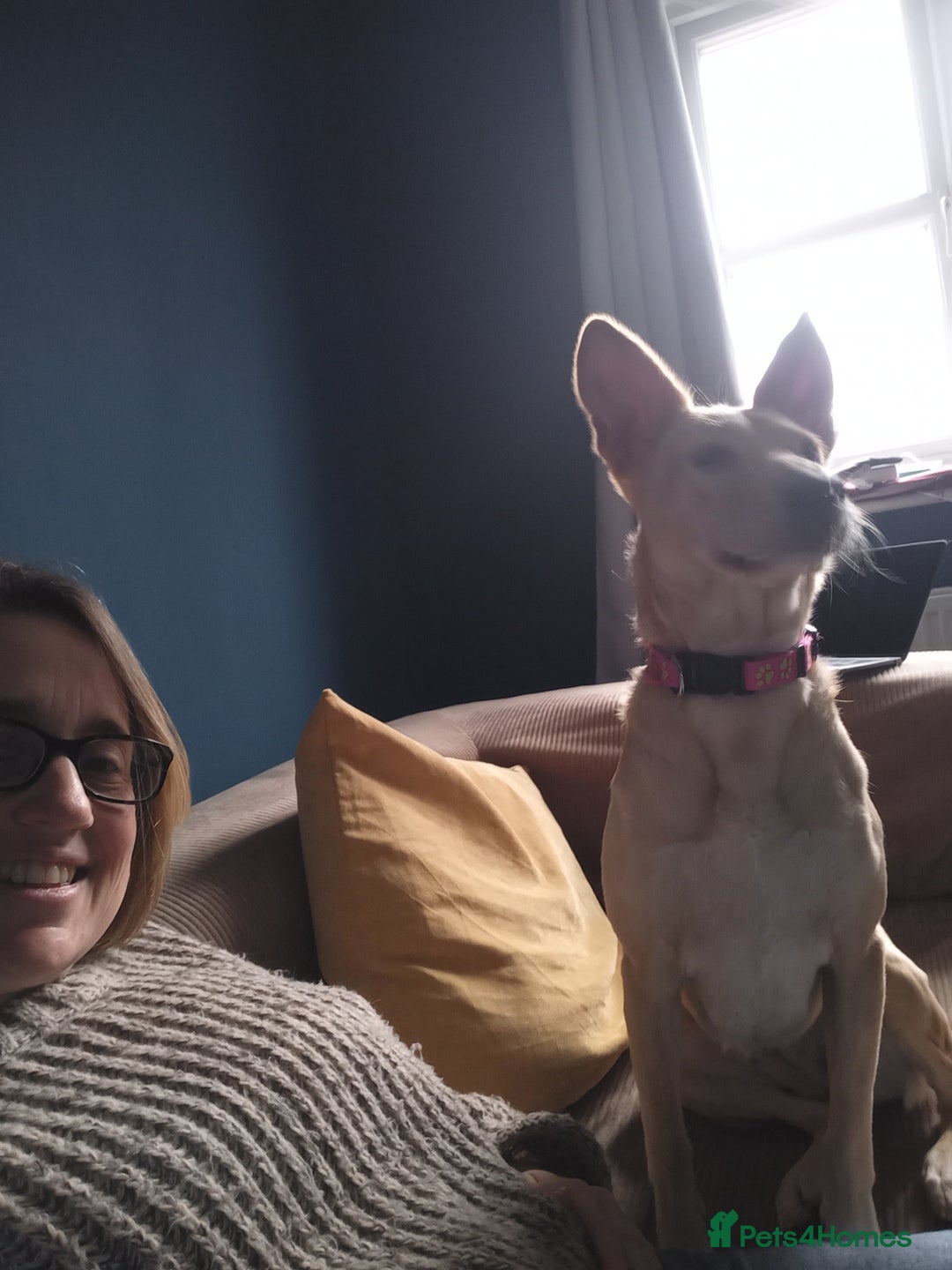 Mixed Breed dogs for adoption: Amber is looking for her forever home - Advert 10