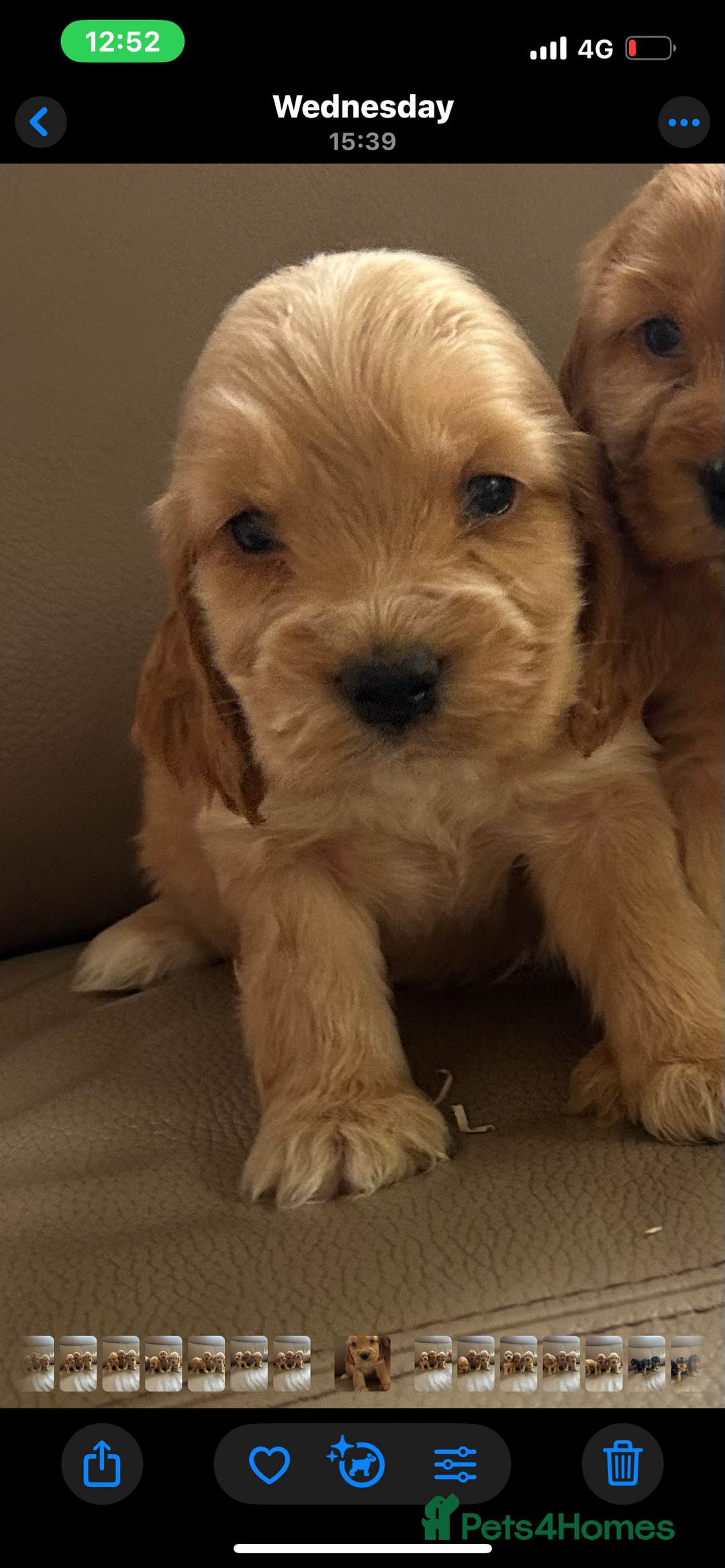 Cocker Spaniel dogs for sale: Kc reg show type cocker spaniels  - Image 16
