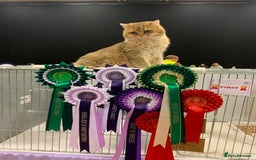 British Shorthair cats for sale: Golden Tipped BSH - last MalaMor Kittens  - Image 17