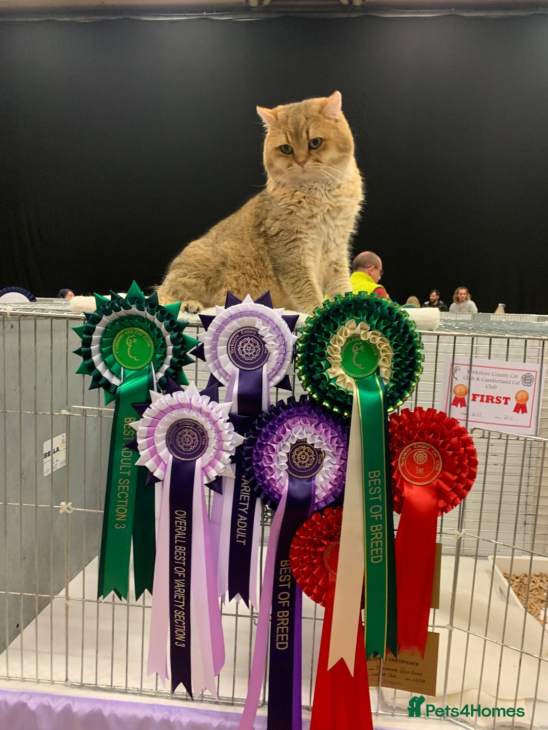 British Shorthair cats for sale: Golden Tipped BSH - last MalaMor Kittens  - Image 17