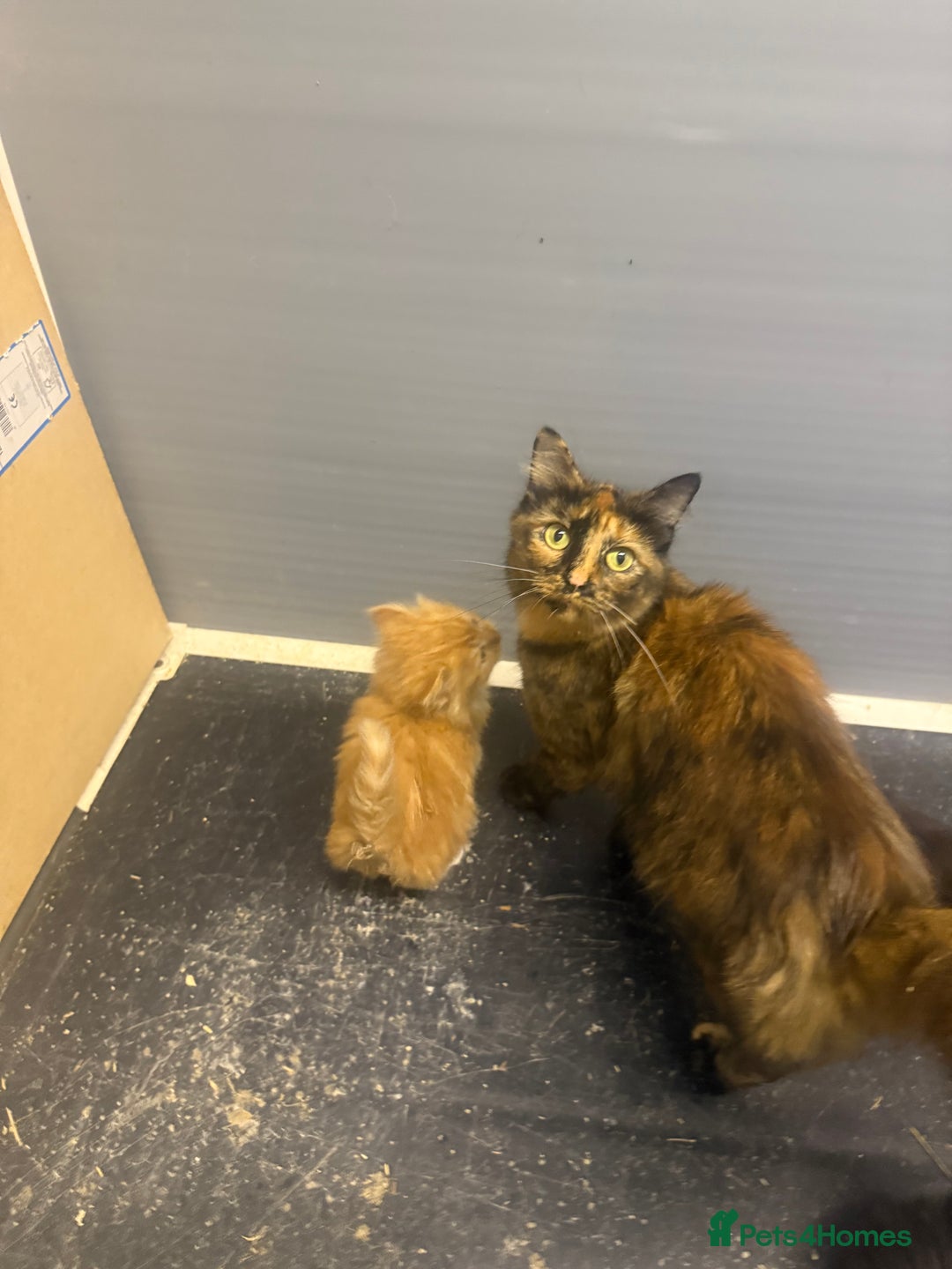 Mixed Breed cats for sale: Beautiful mixed exotic kittens  - Image 9