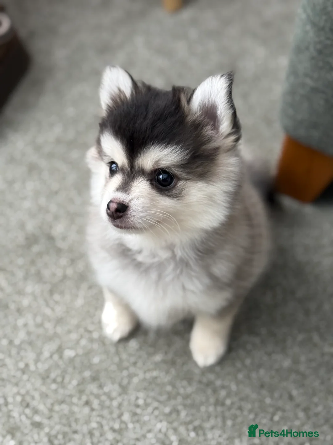 Pomsky dogs for sale: F3 Pomsky Puppies - ready now :)  - Advert 8
