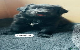 Mixed Breed dogs for sale: Golden Shepherd Puppies for Sale - Image 8