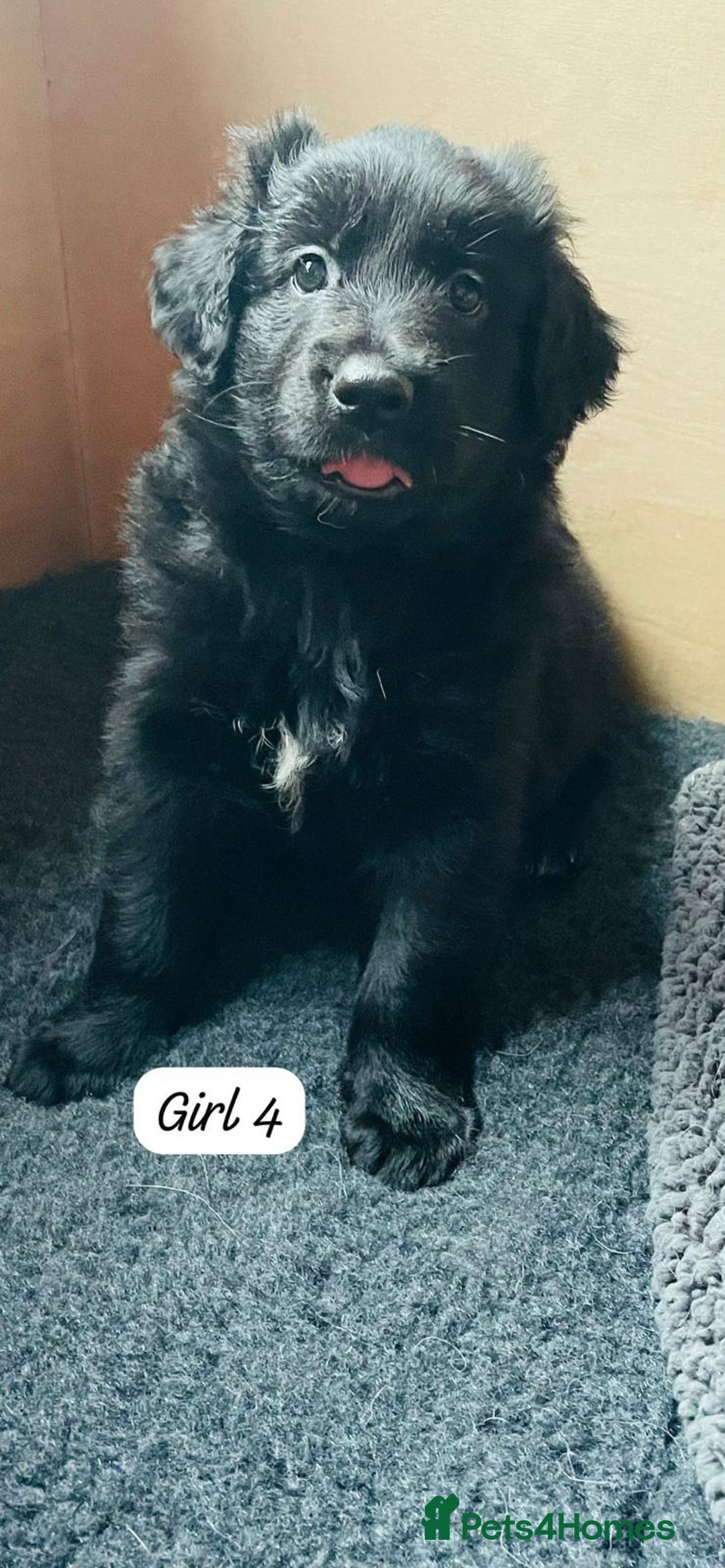 Mixed Breed dogs for sale: Golden Shepherd Puppies for Sale - Image 8