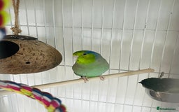 Parakeets birds for sale: Two bonded parrotlets and cage  - Image 2