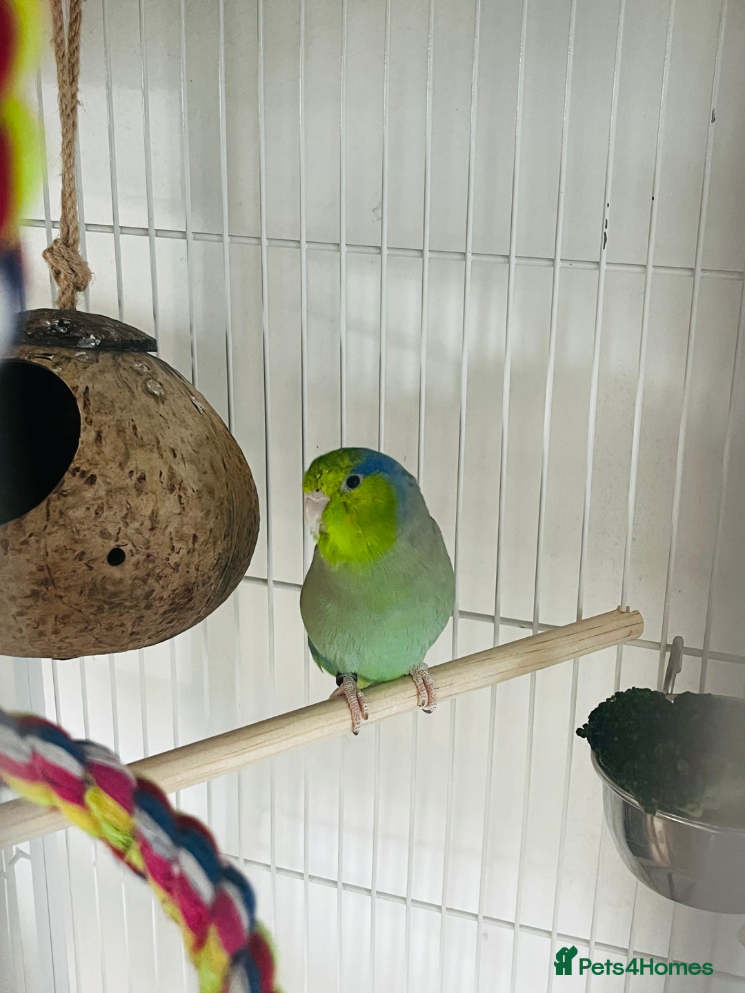 Parakeets birds for sale: Two bonded parrotlets and cage  - Image 2