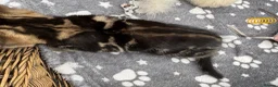 Mixed Breed cats for sale: Two beautiful and playful tabby kittens for sale! in Wisbech - Advert 13