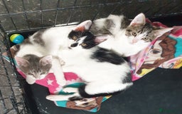 Domestic Shorthair cats for sale: 3 beautiful boys left ! Ready now - Image 2