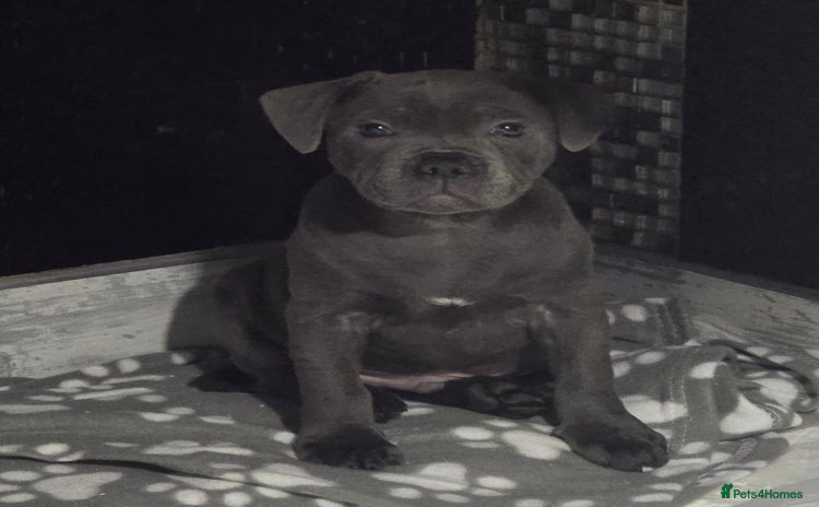 Staffordshire Bull Terrier dogs - Advert 1