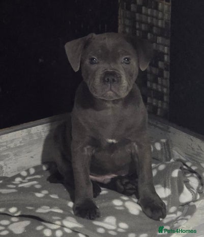 Staffordshire Bull Terrier dogs - Advert 1