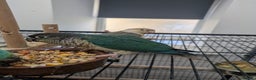 Conures birds for sale: Green cheek conures cinnamon and turquoise  - Advert 9