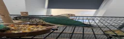 Conures birds for sale: Green cheek conures cinnamon and turquoise  - Advert 9