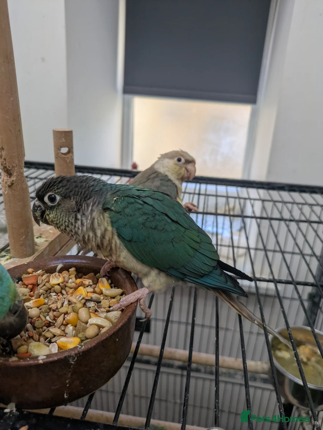 Conures birds for sale: Green cheek conures cinnamon and turquoise  - Advert 9