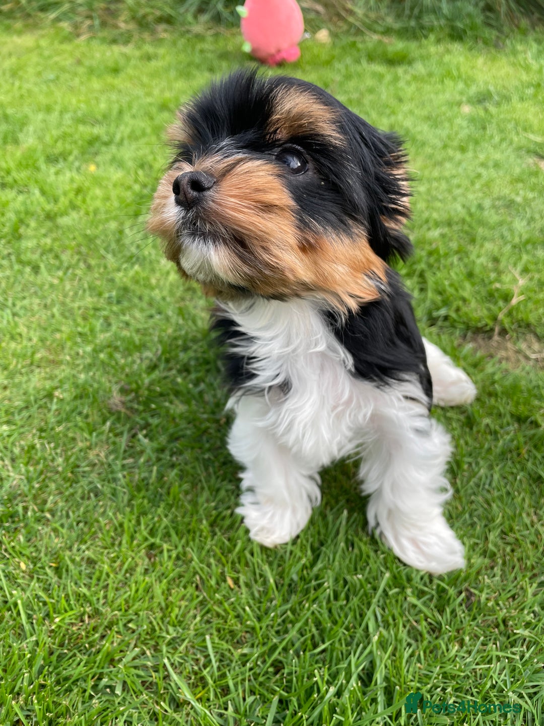 Yorkshire Terrier dogs for sale: York puppies for sale - Image 7