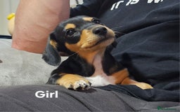 Miniature Dachshund dogs for sale: Ready boy or girl Black and tan smooth Dachshund's - Image 1