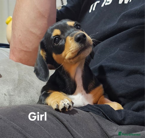 Miniature Dachshund dogs - Advert 1