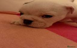 English Bulldog dogs for sale: Amazing British bulldogs  - Image 8