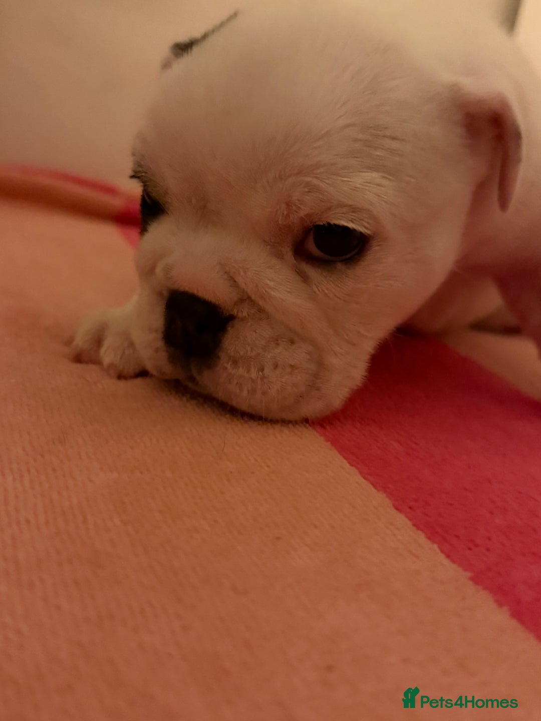English Bulldog dogs for sale: Amazing British bulldogs  - Image 8